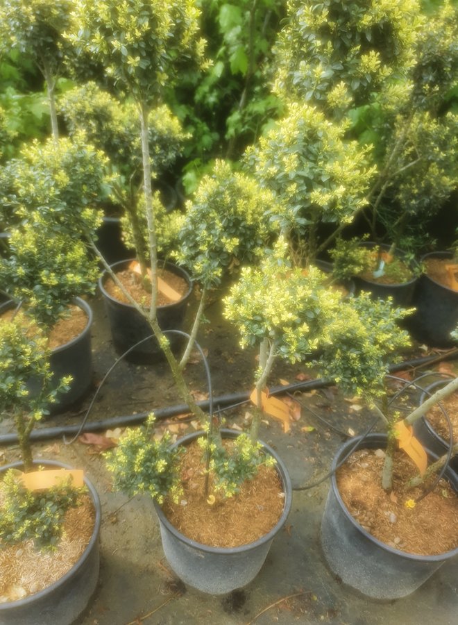 Ponpon hulst | Ilex crenata Kimmei