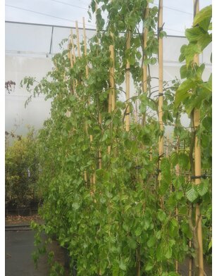 Groene treurbeuk | Fagus sylvatica Pendula