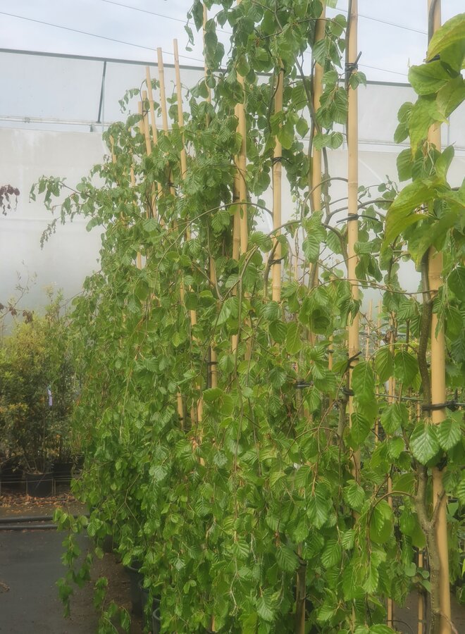 Groene treurbeuk | Fagus sylvatica Pendula