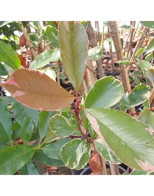 Bonte Glansmispel als leiboom | Photinia fr. Louise