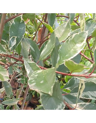 Bonte Glansmispel als leiboom | Photinia fr. Louise