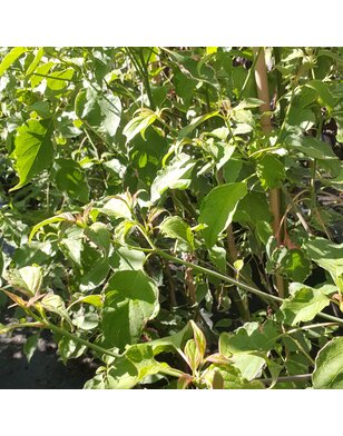 Bonte kornoelje | Cornus alternifolia Pinky Spot