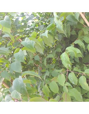 Aziatische kornoelje |  Cornus Officinalis/Mas