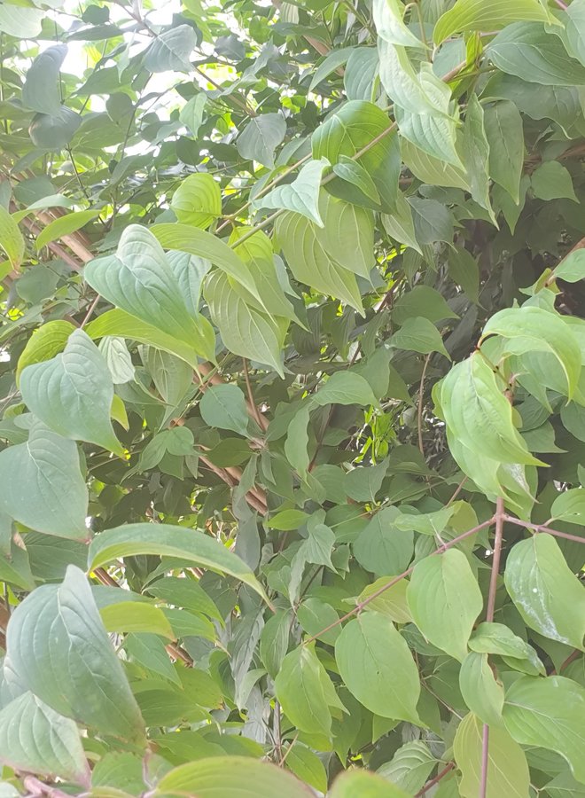 Aziatische kornoelje |  Cornus Officinalis/Mas