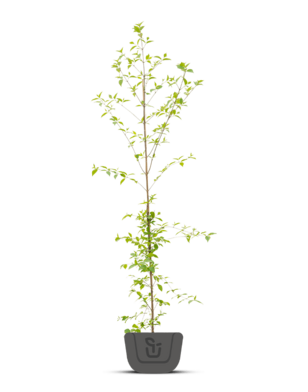 Bonte kornoelje | Cornus alternifolia Pinky Spot