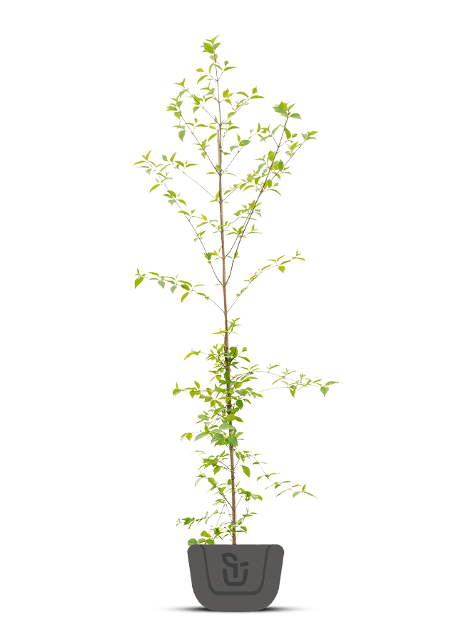 Bonte kornoelje | Cornus alternifolia Pinky Spot