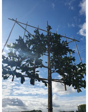 Leihulst | Ilex Nelly r. Stevens