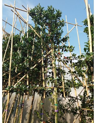 Leihulst | Ilex Nelly r. Stevens