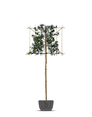 Leihulst | Ilex Nelly r. Stevens