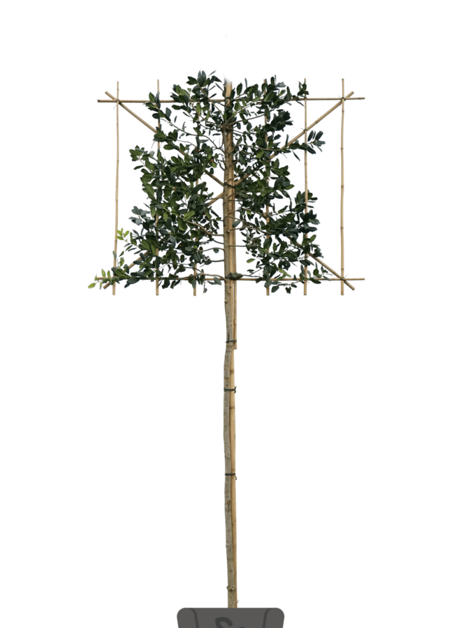 Leihulst | Ilex Nelly r. Stevens