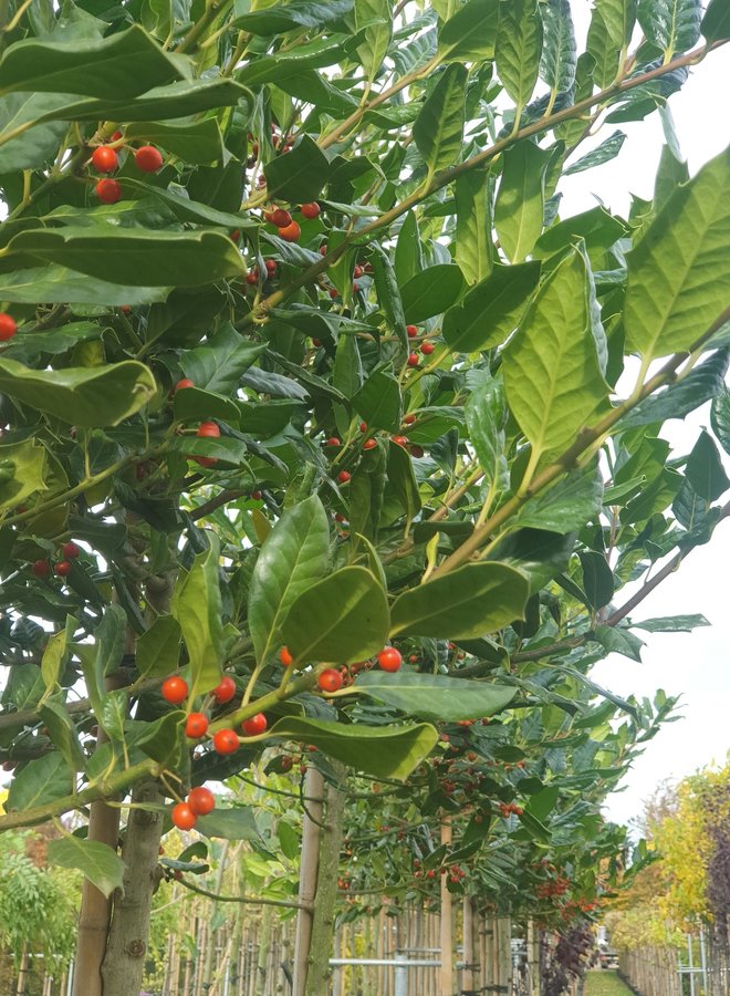 Leihulst | Ilex Nelly r. Stevens