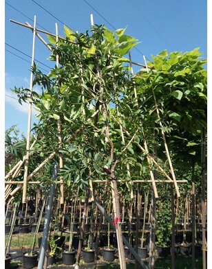 Lei-Portugese lei-laurier | Prunus lusitanica Brenelia