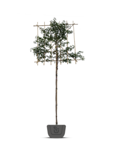 Portugese lei-laurier | Prunus lusitanica Brenelia