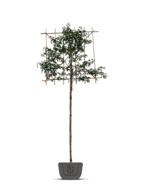 Lei-Portugese lei-laurier | Prunus lusitanica Brenelia