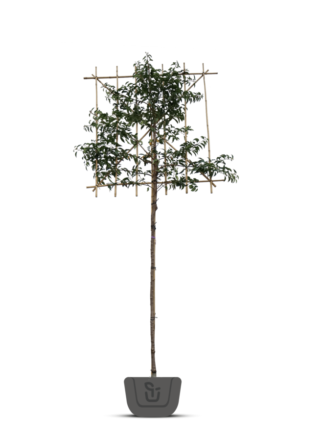 Portugese lei-laurier | Prunus lusitanica Brenelia
