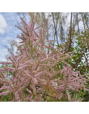 Tamarisk | Tamarix ramosissima 'Pink Cascade'