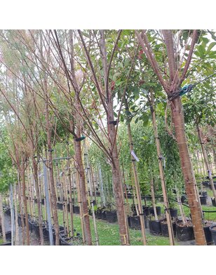 Tamarisk | Tamarix ramosissima 'Pink Cascade'