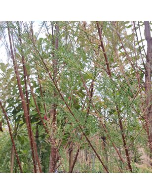 Tamarisk | Tamarix ramosissima 'Pink Cascade'