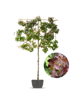 Liquidambar styr.  amberboom als leiboom