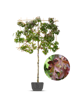 Liquidambar styraciflua amberboom als leiboom