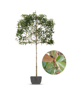 Bonte Glansmispel als leiboom | Photinia fr. Louise