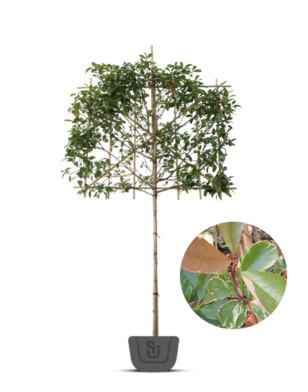 Bonte Glansmispel als leiboom | Photinia fr. Louise
