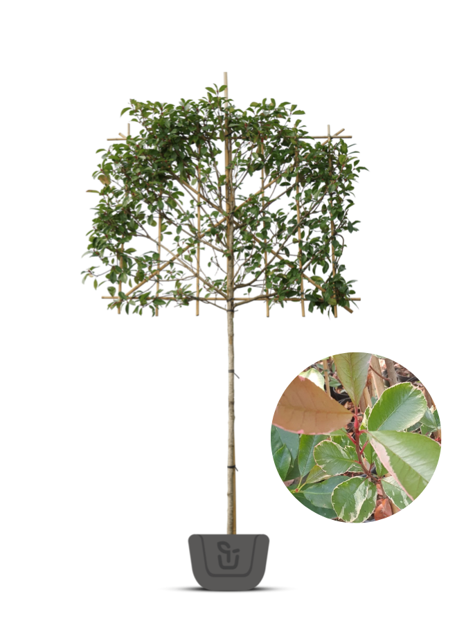 Bonte Glansmispel als leiboom | Photinia fr. Louise