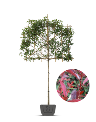 Glansmispel als leiboom | Photinia fr. Red Robin