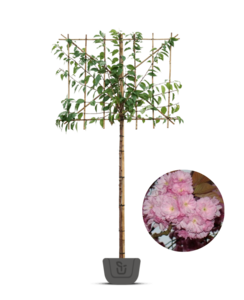 Japanse lei-sierkers |  Prunus ser. Kanzan