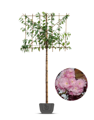 Japanse leisierkers | Prunus ser. Kanzan | leiboom