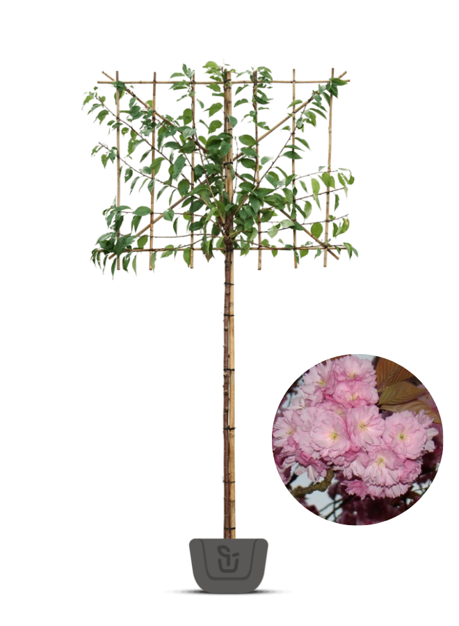 Japanse lei-sierkers |  Prunus ser. Kanzan