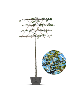 Kleinbladige leilinde | Tilia cor. Greenspire