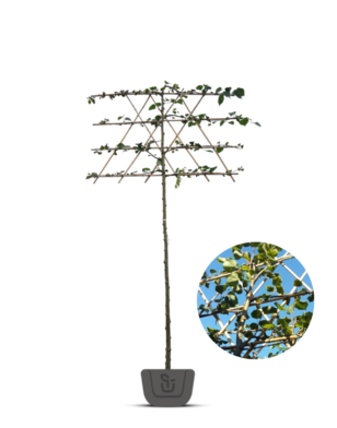 Kleinbladige leilinde | Tilia cordata Greenspire