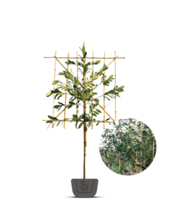 Laurier als leiboom | Prunus laur. Elly