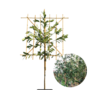 Laurier als leiboom | Prunus laurocerasus Elly