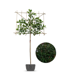 Lei-laurier | Groenblijvende leiprunus