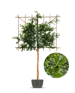 Leibeuk groen  | Fagus sylvatica