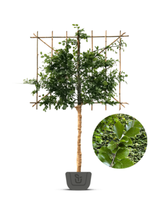 Leibeuk groen | Fagus sylvatica