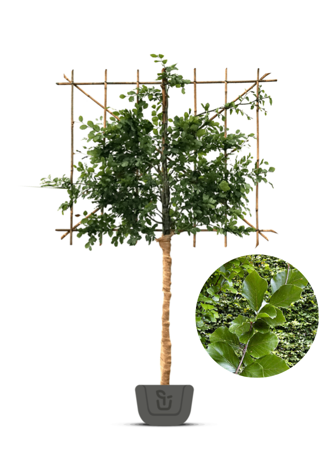 Leibeuk groen als leiboom | Fagus sylvatica