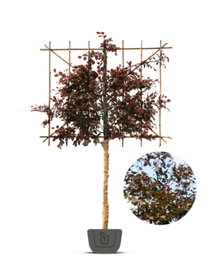 Leibeuk rood | Fagus sylvatica Atropunicea