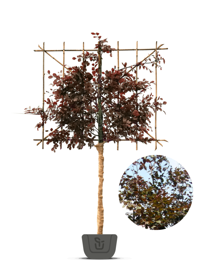 Leibeuk rood | Fagus sylvatica Atropunicea