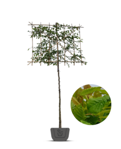Lei haagbeuk | Carpinus betulus | leibeuk