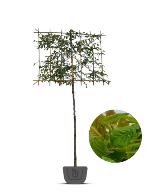 Lei haagbeuk | Carpinus betulus | leibeuk