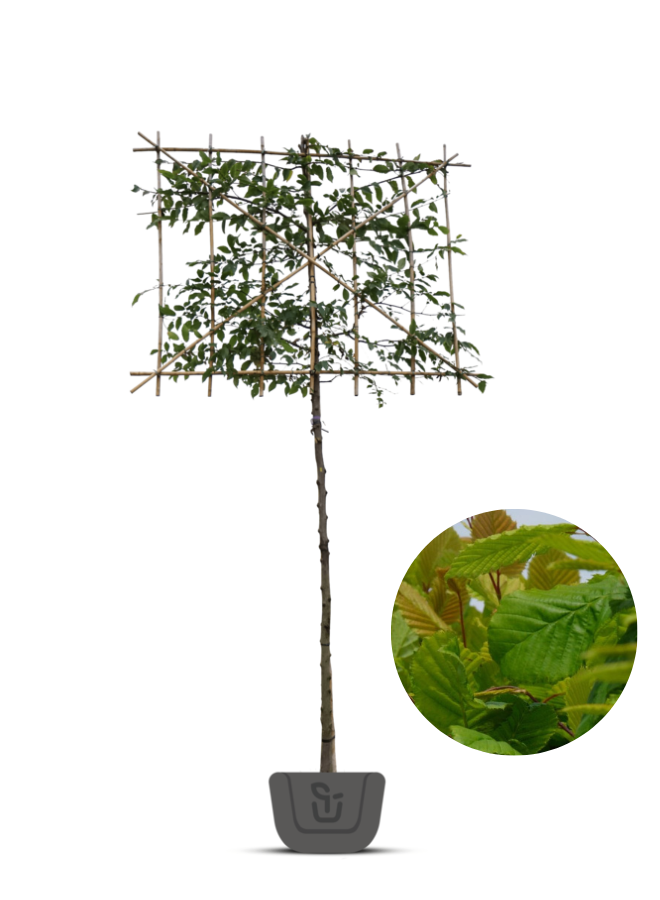 Leihaagbeuk | Carpinus betulus | leibeuk