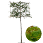 Lei haagbeuk | Carpinus betulus | leibeuk