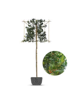 Leihulst | Ilex Nelly r. Stevens