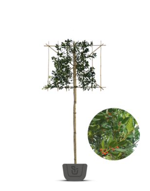 Leihulst | Ilex Nelly r. Stevens