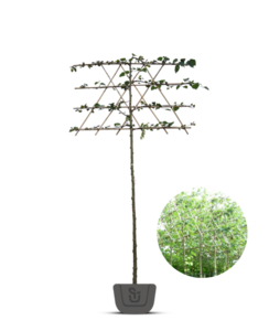 Leilinde | Tilia eur. Pallida