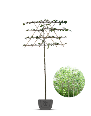 Leilinde | Tilia europea Pallida