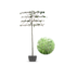 Leilinde | Tilia eur. Pallida